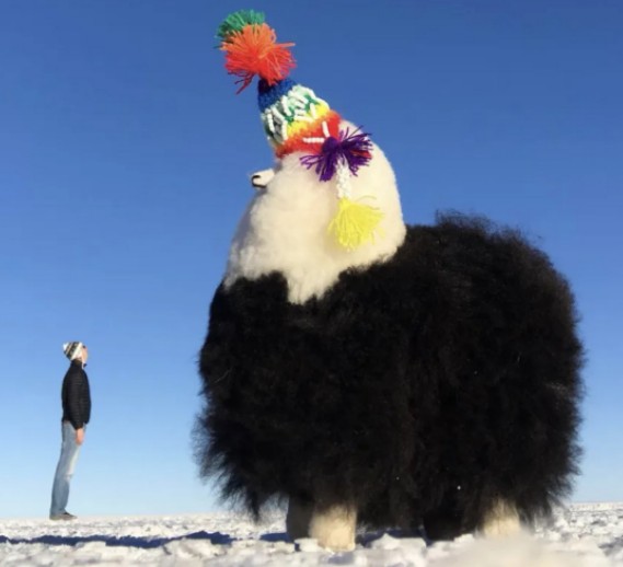 Matt Bowles ponders a giant alpaca in Bolivia